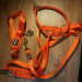 Мартингейл ошейник для собак Red Dingo оранжевый Plain 21-33 см, 12 мм | XS