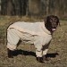 Комбинезон для собак с ловушками от клещей OSSO Fashion 40 (мальчик)