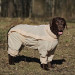 Комбинезон для собак с ловушками от клещей OSSO Fashion 45 (мальчик)