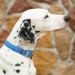 Мартингейл ошейник для собак Red Dingo голубой Hypno 41-62 см, 25 | L