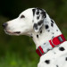 Ошейник для собак Red Dingo красный с белыми горохами 40 мм, 50-80 см | GL